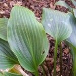 Hosta longipes Blatt