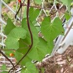 Ipomoea coccinea पत्ता