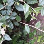 Cotoneaster franchetii পাতা