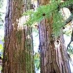 Cunninghamia lanceolata Ekosanga