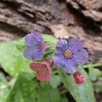 Pulmonaria officinalis花