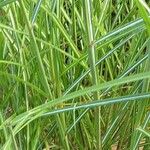 Miscanthus sinensis Likasa