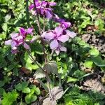 Lunaria annuaLeaf