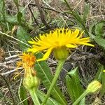 Crepis conyzifolia Flower