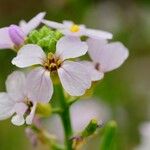 Cakile maritima Blüte