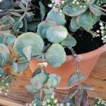 Sedum sieboldii Hoja