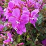 Centradenia inaequilateralis Flor