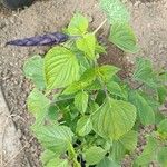 Salvia tiliifolia ഇല