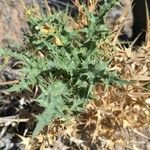 Carthamus arborescens Hoja
