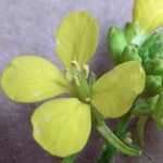 Sinapis arvensis Fula