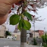 Prunus × yedoensis 葉
