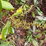 Clethra alnifoliaVrucht