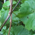 Vitis rotundifolia Corteccia