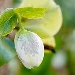 Helleborus argutifolius Листок