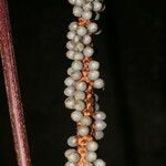 Calyptrogyne trichostachys Fruto