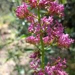 Centranthus lecoqiiКветка