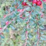 Cotoneaster horizontalis Blad