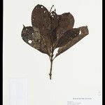 Byrsonima incarnata Meyve
