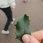 Ilex aquifolium Blad