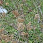 Caryopteris clandonensis বাকল