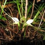 Townsonia atepala Habit