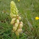 Orchis anthropophora 花