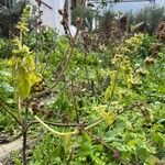 Ocimum kilimandscharicum Leaf