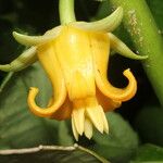 Roussea simplex 花