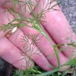 Cyclospermum leptophyllum Blatt