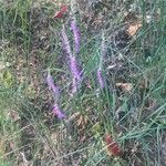 Spiranthes sinensis Цветок