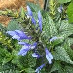 Salvia patens Кветка