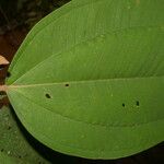 Miconia elata Feuille