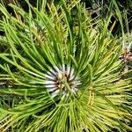 Pinus heldreichii Leaf