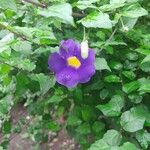 Thunbergia erecta Flor