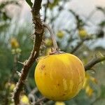 Solanum linnaeanum Fruit