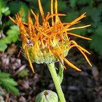 Pyrrocoma crocea Flower