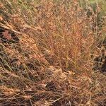 Themeda triandra Libunga