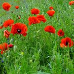 Papaver argemone Inny