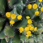 Euphorbia resinifera Flower