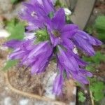 Campanula glomerataŽiedas