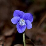 Viola riviniana Blomst