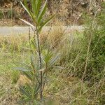 Gomphocarpus fruticosus Bark