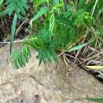 Desmanthus illinoensis Leaf