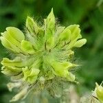 Oxytropis pilosa Flor