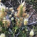 Trifolium pannonicum Habit