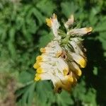 Corydalis nobilis Blüte