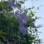 Petrea volubilis Blüte