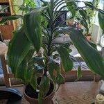 Dracaena arborea Hoja