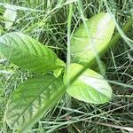 Ruellia tuberosa Leaf