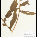 Phlebodium decumanum Leaf